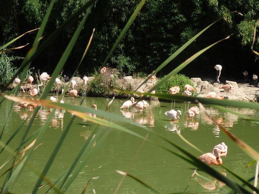 101PARC AUX OISEAUX DANS L AIN 2016 1_000010.jpg